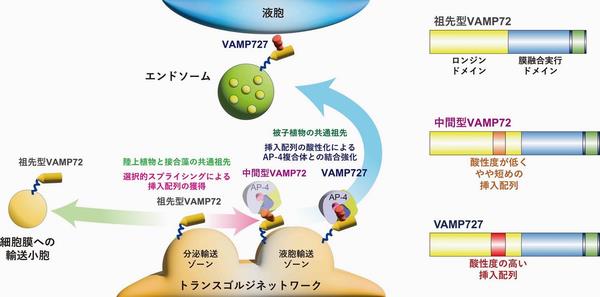 図1 植物におけるVAMP72の構造変化と液胞輸送経路の進化モデル
