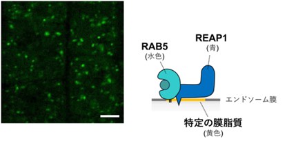 図2： REAP1はRAB5や膜脂質との結合を介してエンドソームに局在する