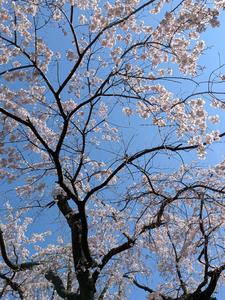 桜UP2